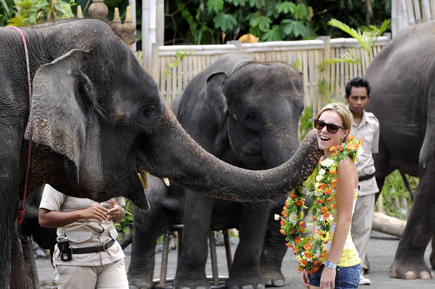 Elephant Back Safari (Adult) - Domestic